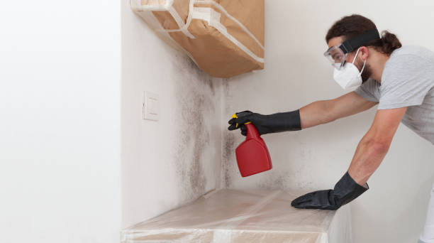 Professional Attic Mold Removal technician working in Dayton, MN